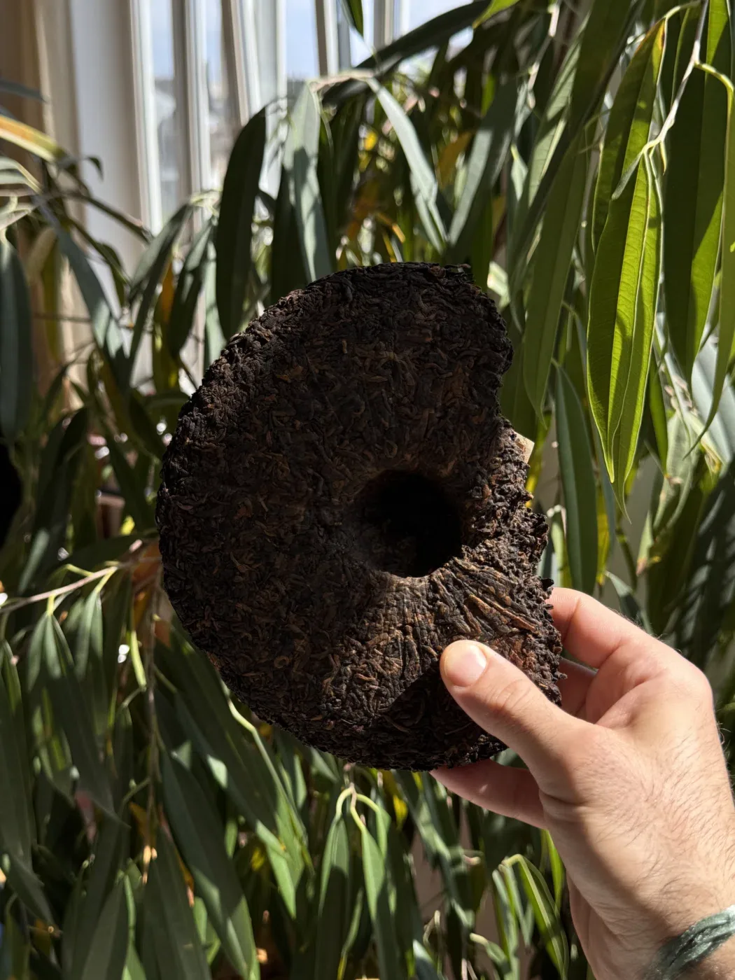 Shu Pu-erh "Mu Ye Chun" (Wood Leaf Wine)